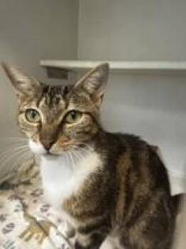 Kitty Poppins -  Domestic Short Hair Cat for Adoption in Georgetown, South Carolina - Kitty Poppins | PetCurious