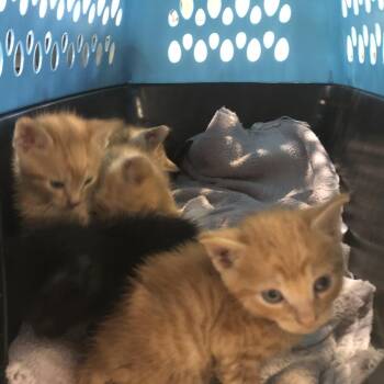 Saint -  Domestic Short Hair Cat for Adoption in Brentwood, Missouri - Saint | PetCurious