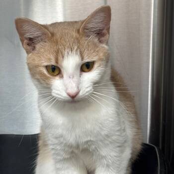 Rescue Domestic Short Hair Cats for Adoption in Lakeland, Florida - Squishy | PetCurious