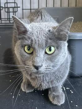 Wini -  Domestic Short Hair and Russian Blue Cat for Adoption in Ogden, Utah - Wini | PetCurious
