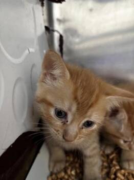 61653373 -  Domestic Short Hair Cat for Adoption in El Paso, Texas - 61653373 | PetCurious