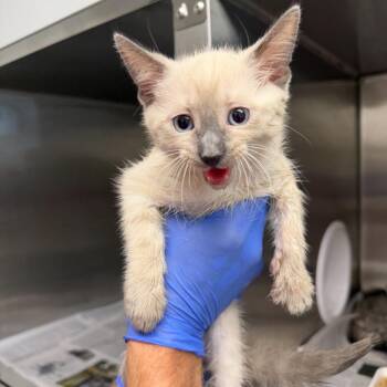 Koda -  American Shorthair and Domestic Short Hair Cat for Adoption in Marshall, Texas - Koda | PetCurious