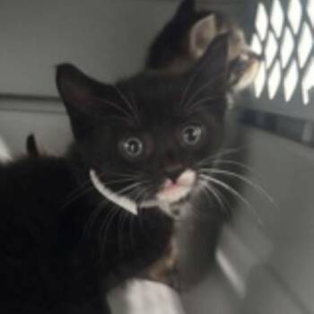 Monochrome -  Domestic Short Hair Cat for Adoption in New York, New York - Monochrome | PetCurious