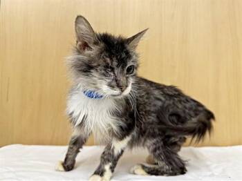 Domestic Short Hair Cats Available for Adoption - KINGSTON | PetCurious