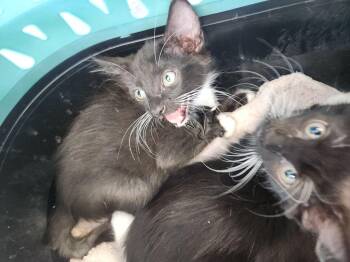 Chunk -  Domestic Short Hair Cat for Adoption in Kingman, Arizona - Chunk | PetCurious