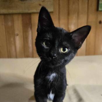Domestic Short Hair Cats Available for Adoption in Tylertown, Mississippi - Arachnid | PetCurious