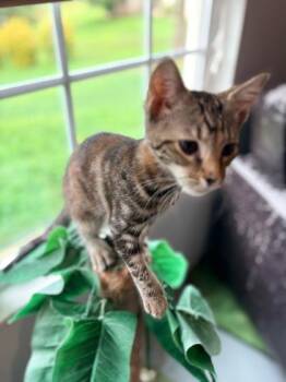 Plum $75 fostered -  Domestic Short Hair Cat for Adoption in Seneca, South Carolina - Plum $75 Fostered | PetCurious