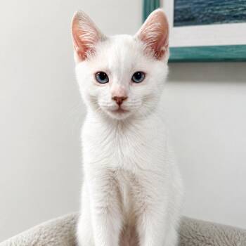 Scallop -  Domestic Short Hair Cat for Adoption in Pontiac, Michigan - Scallop | PetCurious