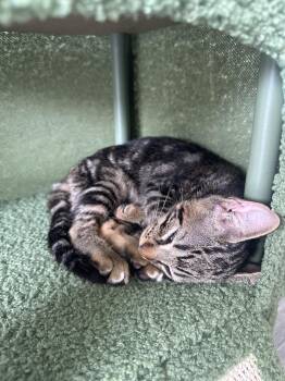 Gio -  Domestic Short Hair Cat for Adoption in Pompano Beach, Florida - Gio | PetCurious