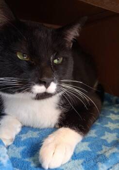 Domestic Short Hair Cats Available for Adoption in Fremont, Ohio - Mittens | PetCurious