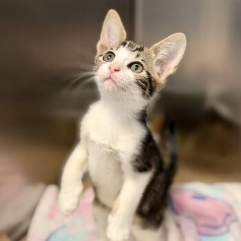 Palkia -  Domestic Short Hair Cat for Adoption in Jackson Township, New Jersey - Palkia | PetCurious