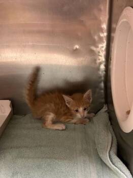 61645779 -  Domestic Short Hair Cat for Adoption in El Paso, Texas - 61645779 | PetCurious