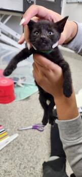 Calla -  American Shorthair Cat for Adoption in Van Wert, Ohio - Calla | PetCurious