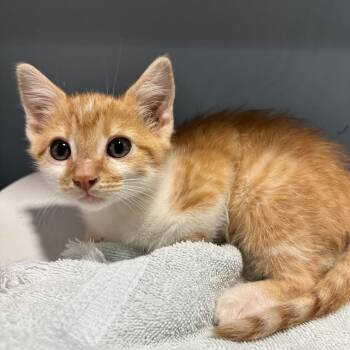 Waffle -  Domestic Short Hair Cat for Adoption in Chattanooga, Tennessee - Waffle | PetCurious