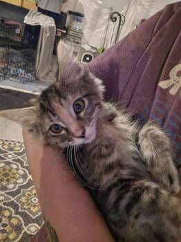 HERMOINE -  Domestic Long Hair and Domestic Short Hair Cat for Adoption in Omaha, Nebraska - HERMOINE | PetCurious