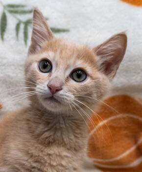 Domestic Short Hair Cats Available for Adoption in Encinitas, California - Ulysses | PetCurious