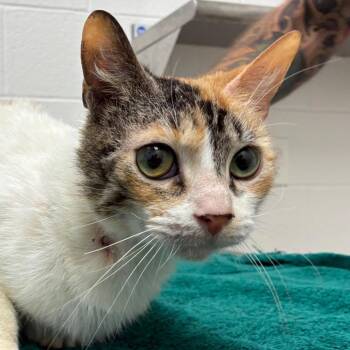 Domestic Short Hair Cats Available for Adoption in Corpus Christi, Texas - Daphne | PetCurious