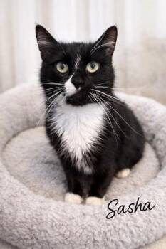 Domestic Short Hair Cats Available for Adoption - Sasha | PetCurious