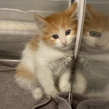 West -  Domestic Short Hair Cat for Adoption in Long Beach, California - West | PetCurious