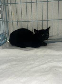 Guillermo -  Domestic Short Hair Cat for Adoption in Gainesville, Florida - Guillermo | PetCurious