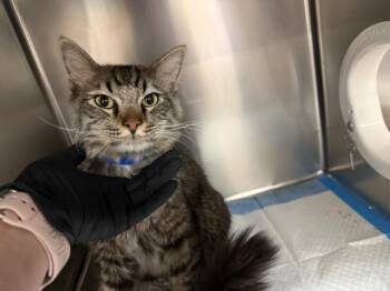 AMORE -  Domestic Medium Hair Cat for Adoption in Thousand Palms, California - AMORE | PetCurious