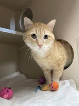 Rescue Domestic Short Hair Cats for Adoption in Steamboat Springs, Colorado - Skeeter | PetCurious