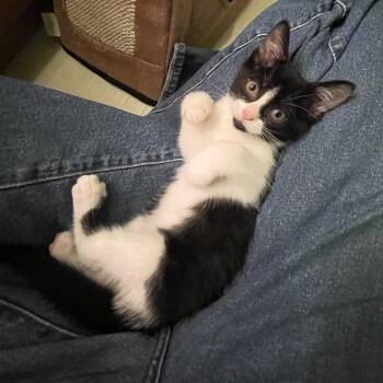Oprah -  Domestic Short Hair Cat for Adoption in Springfield, Illinois - Oprah | PetCurious