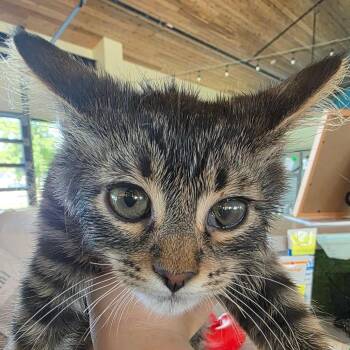 Starfire (Carol Kitten 4) -  Domestic Medium Hair Cat for Adoption in Leander, Texas - Starfire (Carol Kitten 4) | PetCurious