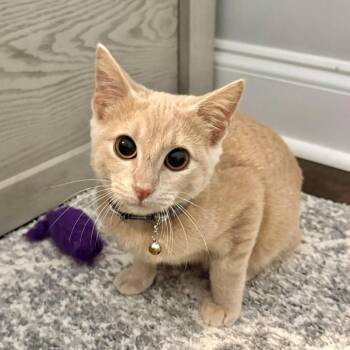 Melvin -  Manx and Domestic Short Hair Cat for Adoption in Brownsboro, Alabama - Melvin | PetCurious