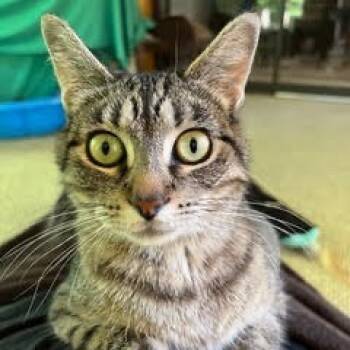 Rescue Domestic Short Hair Cats for Adoption in Minnetonka, Minnesota - Joan Jett C65105 | PetCurious