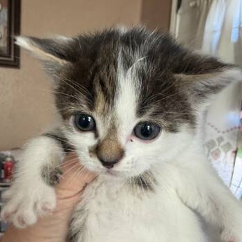 Domestic Short Hair Cats Available for Adoption in Midland, Texas - Wendy | PetCurious