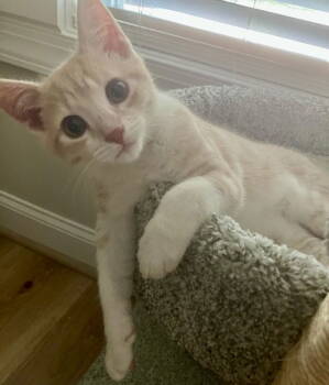 Rescue Tabby and Domestic Short Hair Cats for Adoption in Garner, North Carolina - Rocket | PetCurious