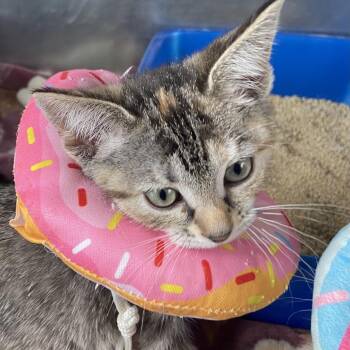 Domestic Short Hair Cats Available for Adoption - Peacock | PetCurious