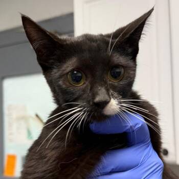 Capri Sun -  Domestic Short Hair Cat for Adoption in Greenville, South Carolina - Capri Sun | PetCurious
