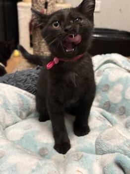Victoria -  Domestic Short Hair Cat for Adoption in Hoffman Estates, Illinois - Victoria | PetCurious
