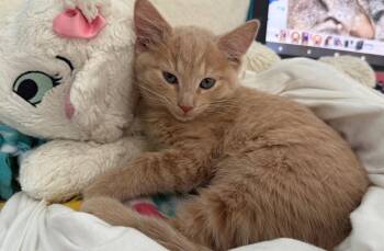 Millie -  Tabby and Domestic Short Hair Cat for Adoption in Island Lake, Illinois - Millie | PetCurious
