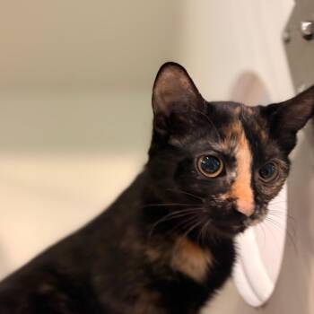 Sweetpea -  Domestic Short Hair Cat for Adoption in South Burlington, Vermont - Sweetpea | PetCurious