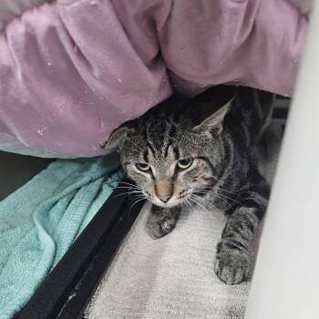 Spirit -  Domestic Short Hair Cat for Adoption in Ridgely, Maryland - Spirit | PetCurious
