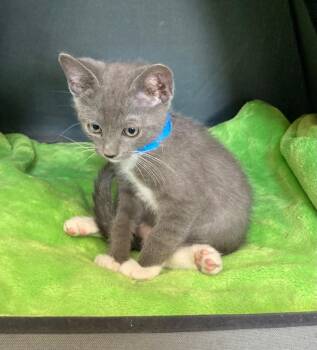 Bruce Wayne -  Domestic Short Hair Cat for Adoption in Kingsland, Georgia - Bruce Wayne | PetCurious