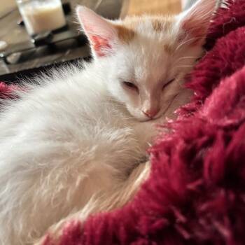 Lucy -  Domestic Short Hair Cat for Adoption in Denver, Colorado - Lucy | PetCurious