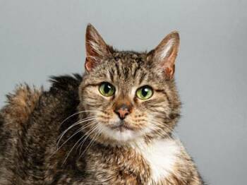 Domestic Short Hair Cats Available for Adoption in Longmont, Colorado - Porcupine | PetCurious