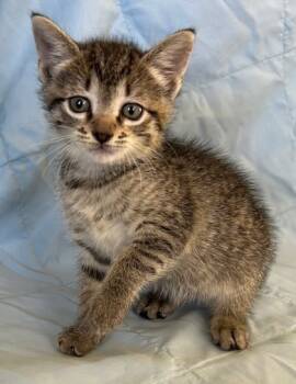 Rescue Domestic Short Hair Cats for Adoption in West Memphis, Arkansas - Nola | PetCurious