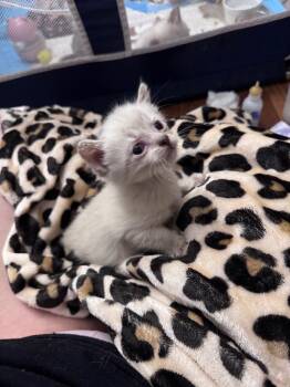 Hemlock -  Siamese Cat for Adoption in Johnson City, Tennessee - Hemlock | PetCurious