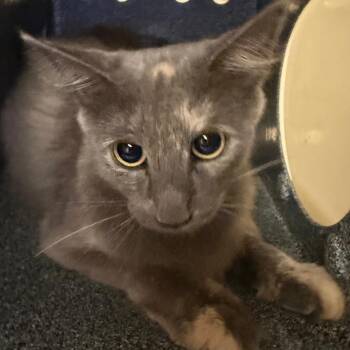 Lilah -  Domestic Short Hair Cat for Adoption in Birmingham, Alabama - Lilah | PetCurious