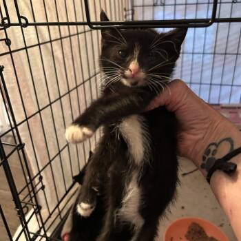 Vera -  Domestic Short Hair Cat for Adoption in Columbia, Missouri - Vera | PetCurious