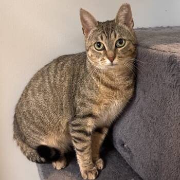 Rescue Domestic Short Hair Cats for Adoption in Wilmington, Delaware - Christmas Chili (Bonded With Miss Krampus) | PetCurious