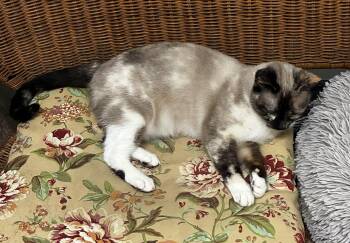 Ash -  Snowshoe and Siamese Cat for Adoption in Theodore, Alabama - Ash | PetCurious