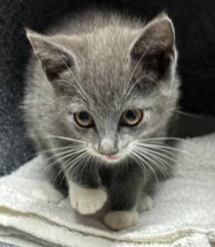 Sarah -  Domestic Short Hair Cat for Adoption in Cincinnati, Ohio - Sarah | PetCurious