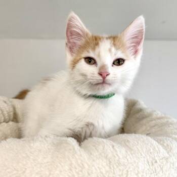 Domestic Short Hair Cats Available for Adoption in Rochester, Minnesota - Flare | PetCurious