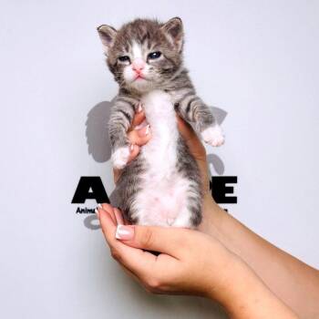 American Shorthair Cats Available for Adoption in Milton, Florida - Buck | PetCurious